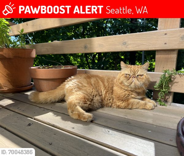 Lost Male Cat last seen 33rd E and Madison, Seattle, WA 98112