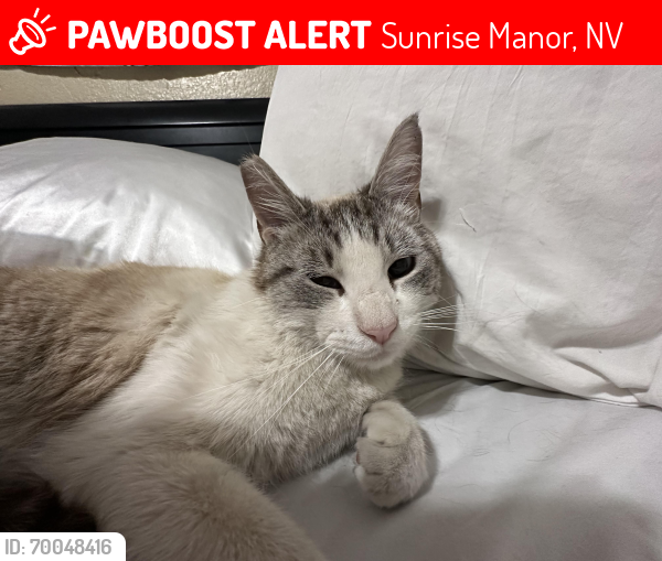 Lost Male Cat last seen Ballinger drive las vegas nevada, Sunrise Manor, NV 89142