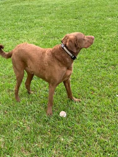 Lost Male Dog last seen Near W Park Ave ( 40th & 41st street Pinehurst, TX (Orange), Orange, TX 77630