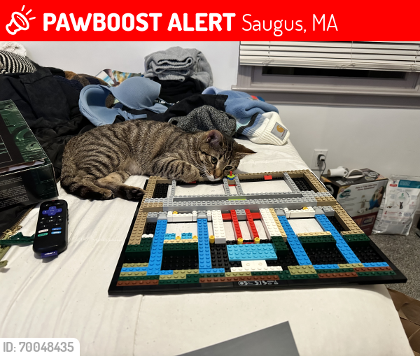 Lost Female Cat last seen Griswold and sweet water , Saugus, MA 01906