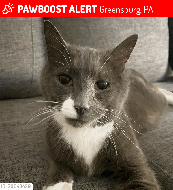 Lost Male Cat last seen Near S Spring Ave near WESTMORELAND hosp, Greensburg, PA 15601