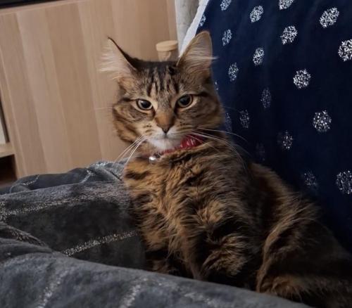 Lost Female Cat last seen Coop/lawns old town , Swindon, England 