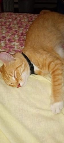 Lost Male Cat last seen Between  Locust  and Oak st on 7th. , Lebanon, PA 17042