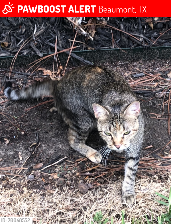Lost Female Cat last seen Major Drive and 105, Beaumont, TX 77713