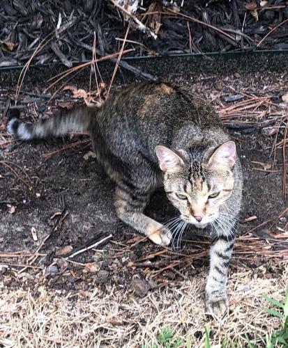 Lost Female Cat last seen Major Drive and 105, Beaumont, TX 77713