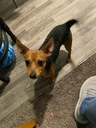 Lost Male Dog last seen Near E Nelson, North Las Vegas, NV 89030