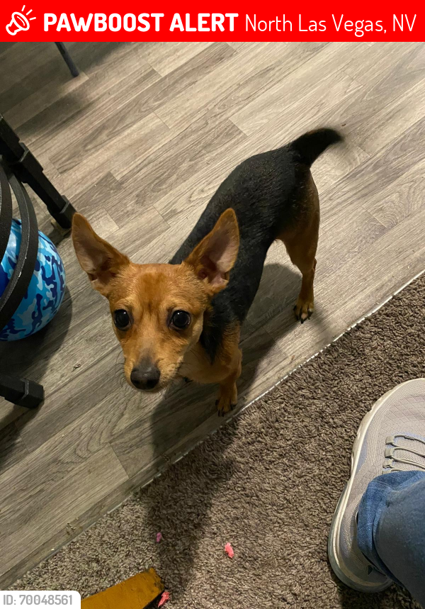 Lost Male Dog last seen Near E Nelson, North Las Vegas, NV 89030