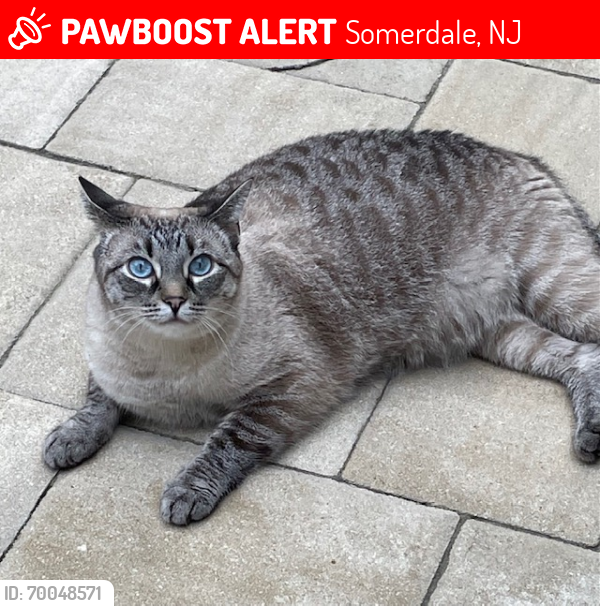 Lost Female Cat last seen McMichael Ave & Somerdale Rd., Somerdale, NJ 08083
