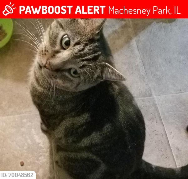 Lost Male Cat last seen Greglynn and Bertram in Machesney Pk, Machesney Park, IL 61115