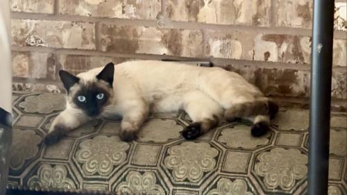 Found/Stray Male Cat last seen 13th St and Summerfield Ln, Harlingen, TX 78550