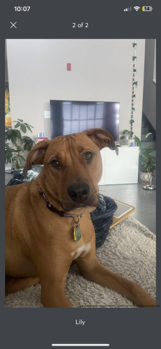 Lost Female Dog last seen Brookview and Schodack Valley Road , Castleton-on-Hudson, NY 12033