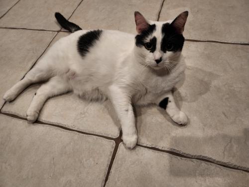 Lost Male Cat last seen NW 20th Court & NW 103rd Terrace, Coral Springs, FL 33071