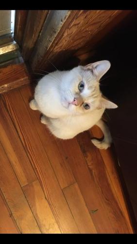 Lost Female Cat last seen Water tower in Pacolet SC, Pacolet, SC 29372