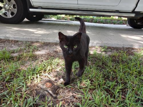 Lost Female Cat last seen Near SW 31st Ct. Davie FL 33330, Davie, FL 33330