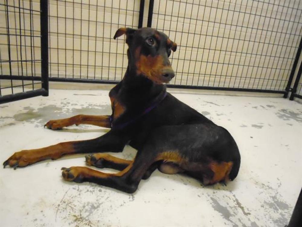 Shelter Stray Female Dog last seen , Castaic, CA 91384