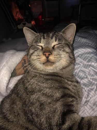 Lost Male Cat last seen Sunset Gardens and Old Coors, Albuquerque, NM 87105