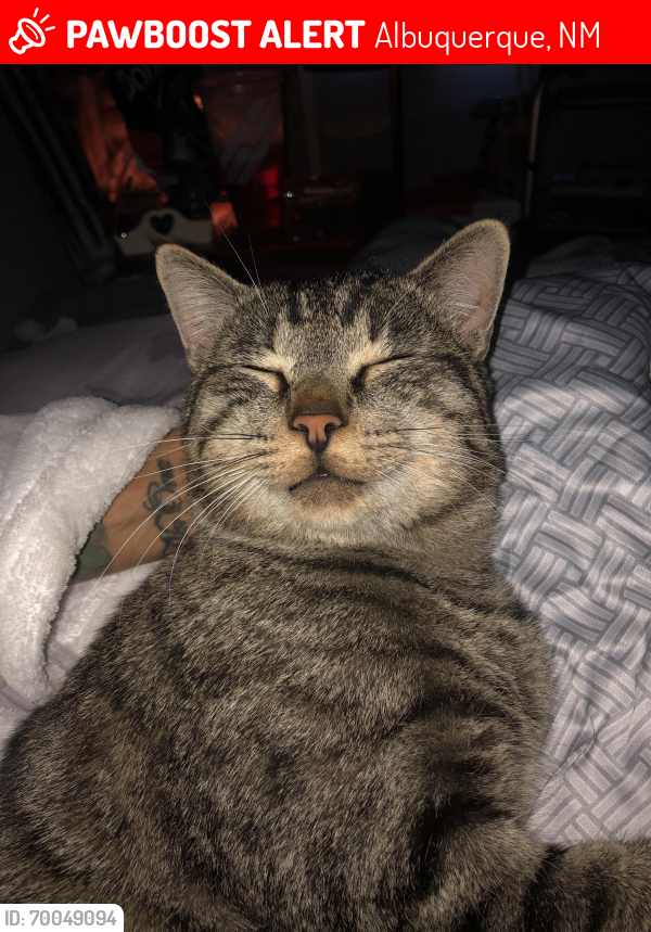 Lost Male Cat last seen Sunset Gardens and Old Coors, Albuquerque, NM 87105