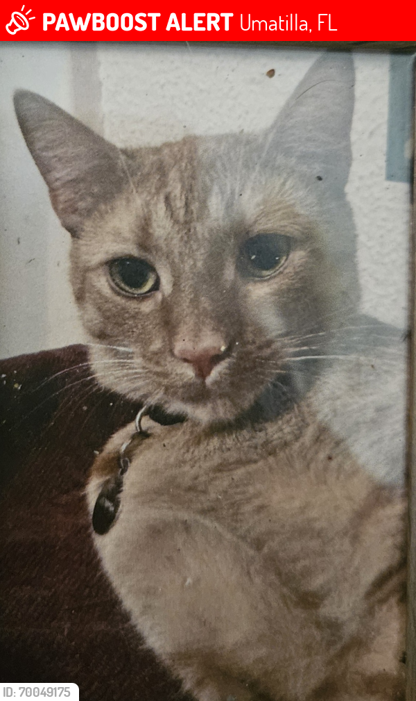 Lost Male Cat last seen west 3 Ave and east collins, Umatilla, FL 32784