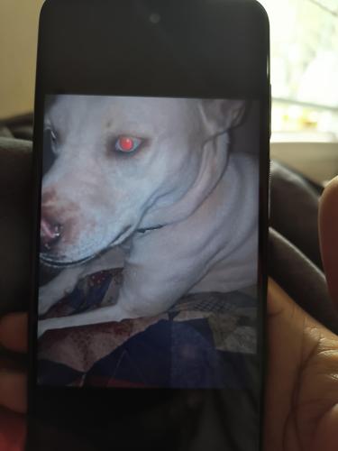 Lost Female Dog last seen N Slappey Blvd, Palmyra Rd, Sonny's BBQ, 11th Ave, Cleveland St., Albany, GA 31701