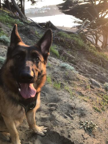 Lost Female Dog last seen Shelter creek and 2001 Whitman way, San Bruno, CA 94066