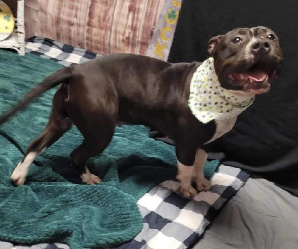 Shelter Stray Female Dog last seen Near BLOCK FERGUSON, DETROIT, MI 48227, Detroit, MI 48211