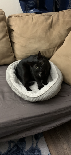 Lost Female Cat last seen Westerville Library Park, Westerville, OH 43081