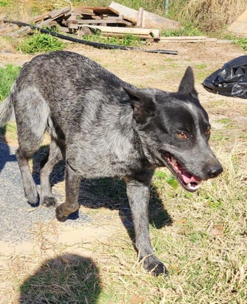 Shelter Stray Male Dog last seen Bexar County, TX 78264, San Antonio, TX 78229