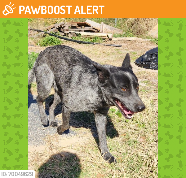 Shelter Stray Male Dog last seen Bexar County, TX 78264, San Antonio, TX 78229