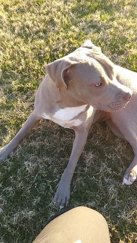 Lost Female Dog last seen Glendale , Litchfield Park, AZ 85340