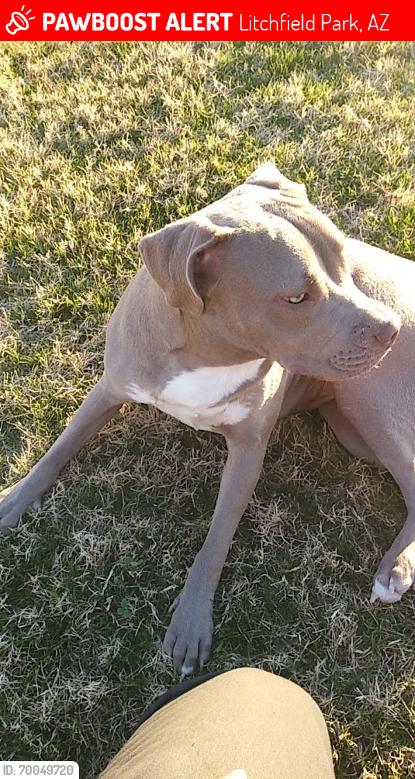 Lost Female Dog last seen Glendale , Litchfield Park, AZ 85340