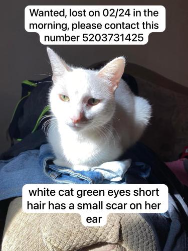 Lost Female Cat last seen Entre Oracle y River , Tucson, AZ 85704
