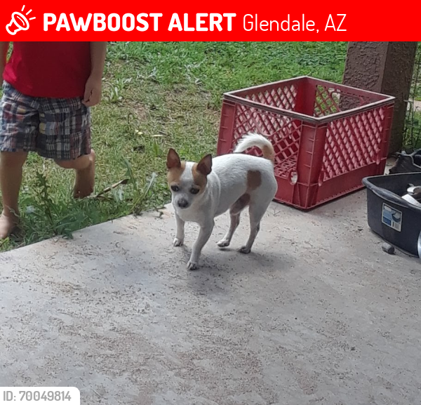 Lost Male Dog last seen Near w Olive ave Glendale Az 85302, Glendale, AZ 85302