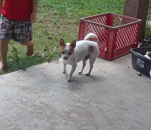Lost Male Dog last seen 67ave and Olive , Glendale, AZ 85302