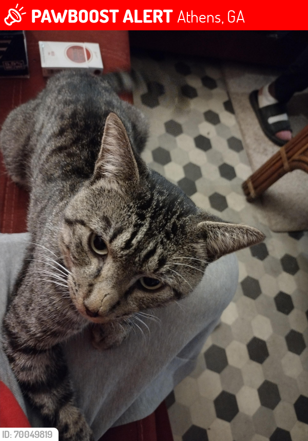 Lost Male Cat last seen Near candler rd, Athens, GA 30605