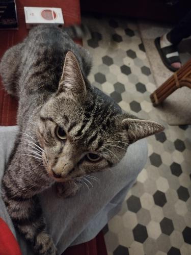 Lost Male Cat last seen Near candler rd, Athens, GA 30605