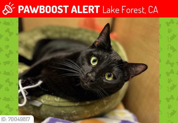 Lost Male Cat last seen Near Calle Madera, Lake Forest, CA, Lake Forest, CA 92630
