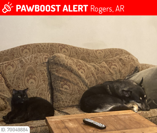 Lost Male Dog last seen Rogers Square, Rogers, AR 72756