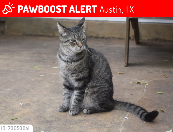 Lost Female Cat last seen Near Graybuck Road, Austin 78748, Austin, TX 78748