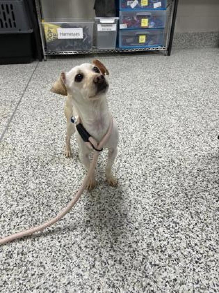 Shelter Stray Male Dog last seen Springfield, VA, 22153 Fairfax County Pk & Rolling, Fairfax County, VA, Fairfax, VA 22032