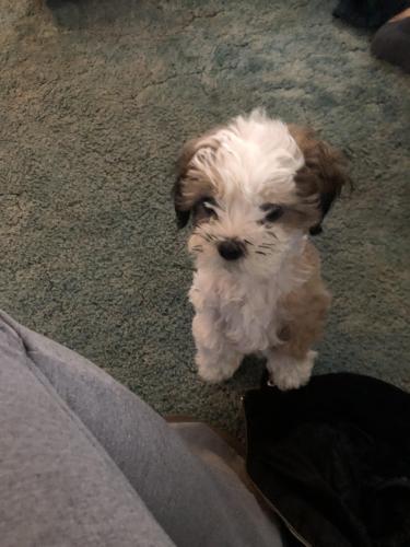 Lost Male Dog last seen 41st and Charles page blvd, Tulsa, OK 74127