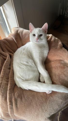 Lost Female Cat last seen White cat three years old pregnant, Millersville, MD 21108