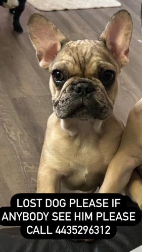 Lost Male Dog last seen Gist and clarinth rd, Baltimore, MD 21215