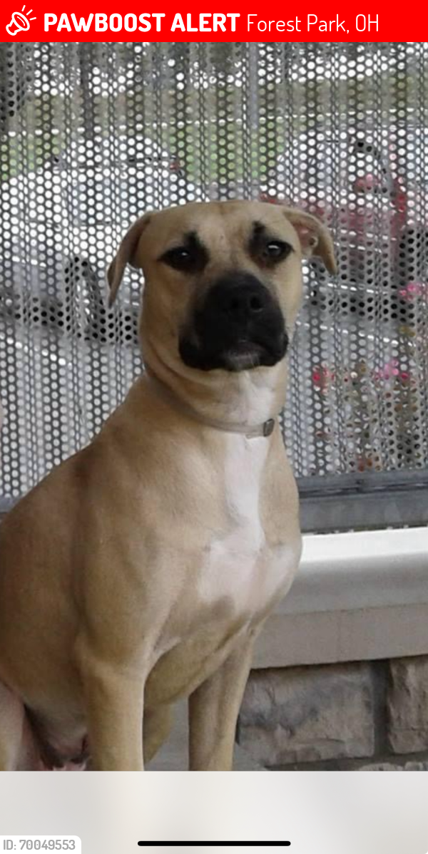 Lost Female Dog last seen Chelmsford and Carlsbad Roads Forest Park, Forest Park, OH 45240