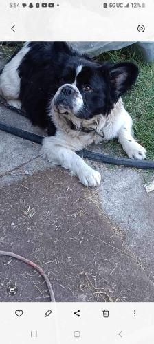 Lost Male Dog last seen Near s 10th street, San Jose, CA 95112