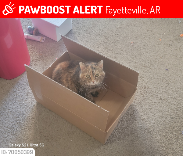Lost Female Cat last seen The Cliffs 2, Fayetteville, AR 72701