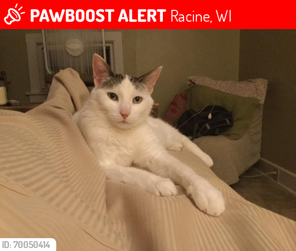 Lost Female Cat last seen 12th and Franklin avenue, Racine, WI 53403