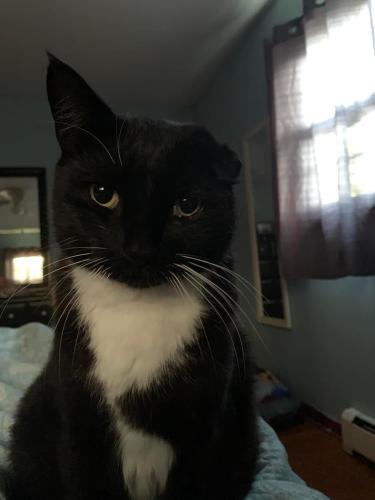 Lost Male Cat last seen Rt 14 in Windham, Windham, CT 06280