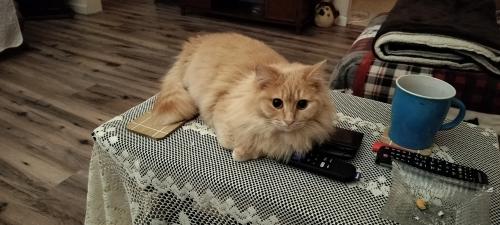 Lost Female Cat last seen Near Greenbrier Church of God down on 10th St on Cadle Addition off Hughart Ave,Rainelle, Rainelle, WV 25962