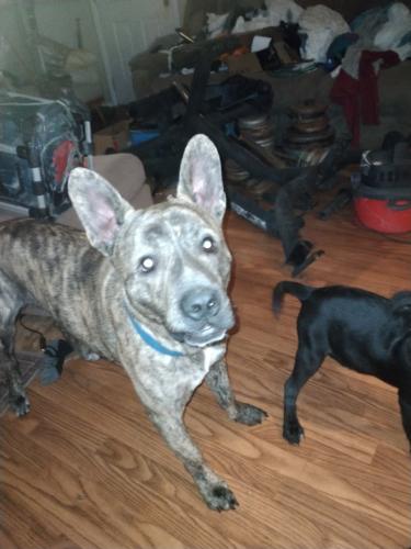Lost Male Dog last seen Gas hse on Connelly springs road , Lenoir, NC 28645