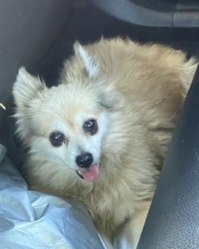 Lost Female Dog last seen 53rd Ave & Steiner Dr , Sacramento, CA 95823